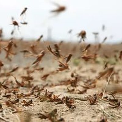 Продукты для россиян обогатят панцирями саранчи Продукты для россиян обогатят панцирями саранчи