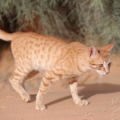 На Корсике обнаружили новый вид кошачьих На Корсике обнаружили новый вид кошачьих