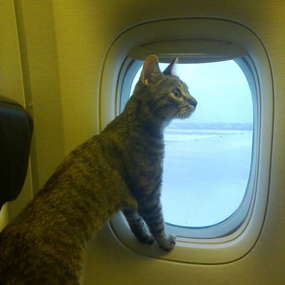Сбежавший из переноски в аэропорту под Ярославлем кот вернулся спустя 5 месяцев Сбежавший из переноски в аэропорту под Ярославлем кот вернулся спустя 5 месяцев
