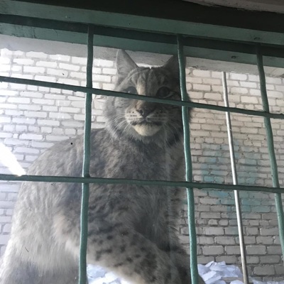 В Биробиджане начали прокурорскую проверку по факту убийства рыси В Биробиджане начали прокурорскую проверку по факту убийства рыси