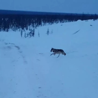 Стаи волков появились на окраинах Норильска Стаи волков появились на окраинах Норильска