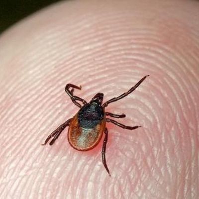 Пять человек, пострадавших от укусов клещей, обратились в столичные больницы Пять человек, пострадавших от укусов клещей, обратились в столичные больницы