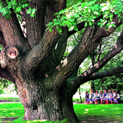 Причиной падения 200-летнего дуба стали грибы опята, поразившие корни дерева