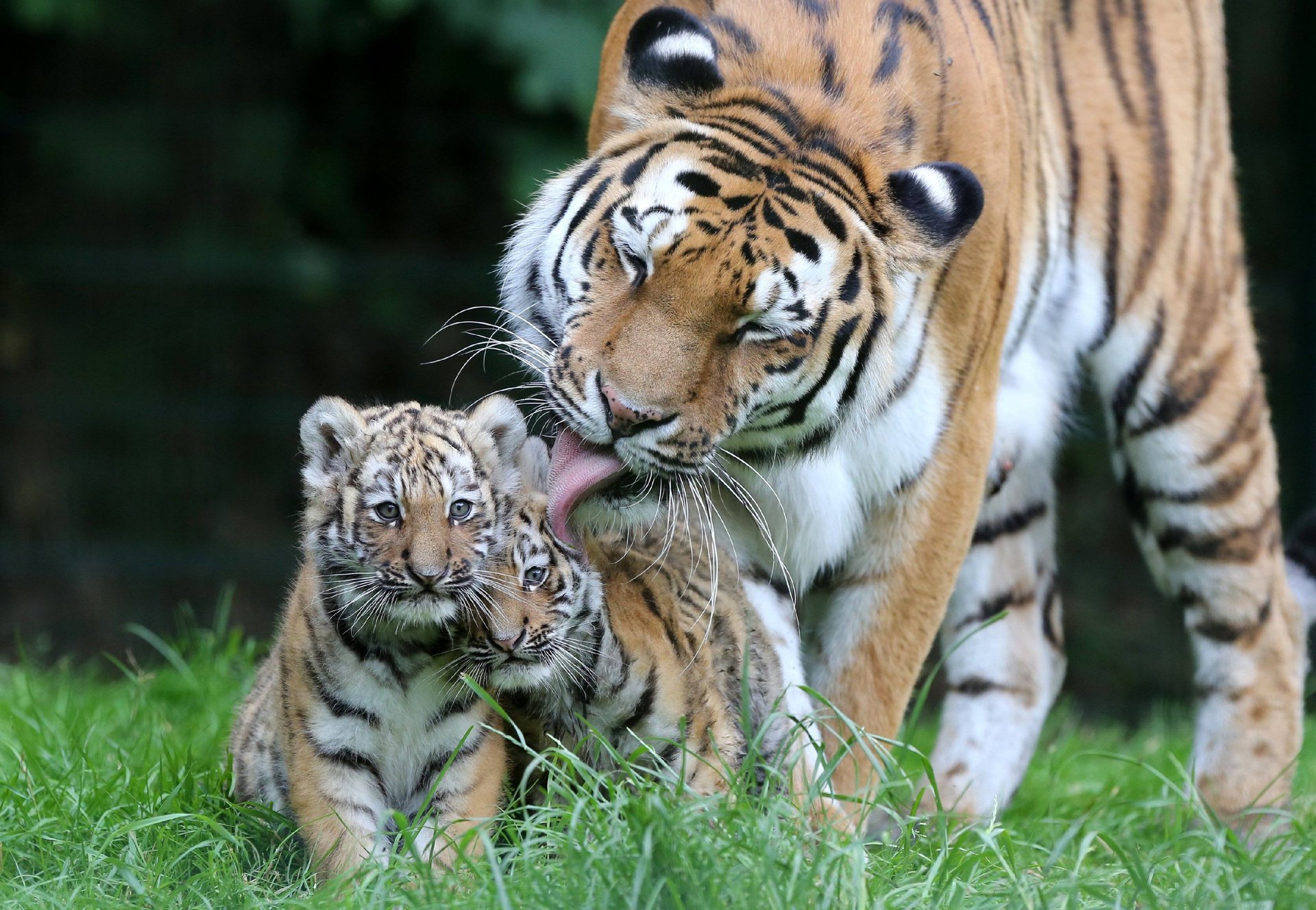 Уссурийский тигр с тигрятами
