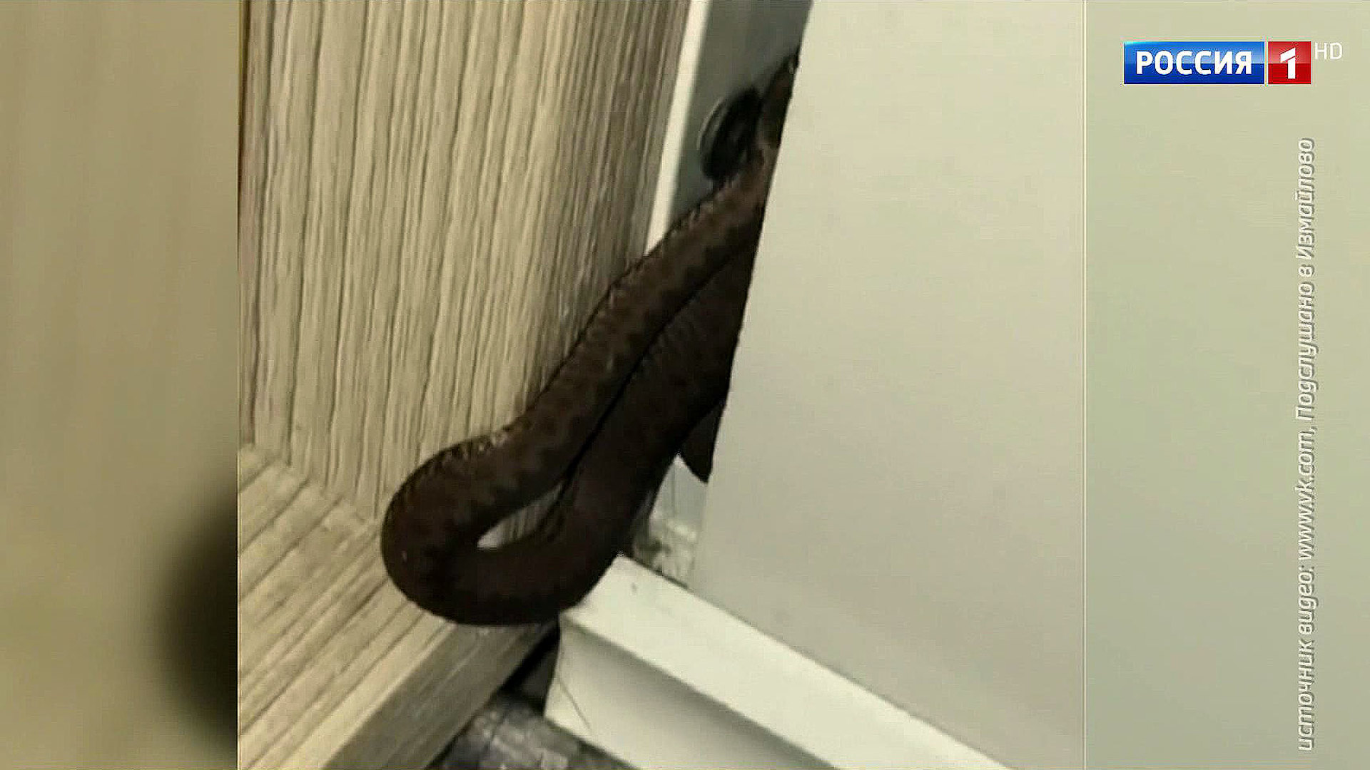 Заползают ли змеи. Змеи в квартире. Змея заползла в квартиру. Змеи в московских квартирах.