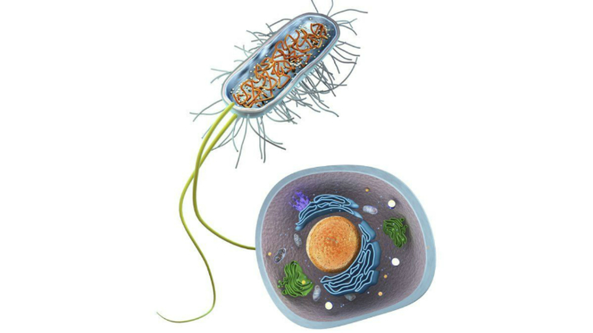 Бактерии эукариоты