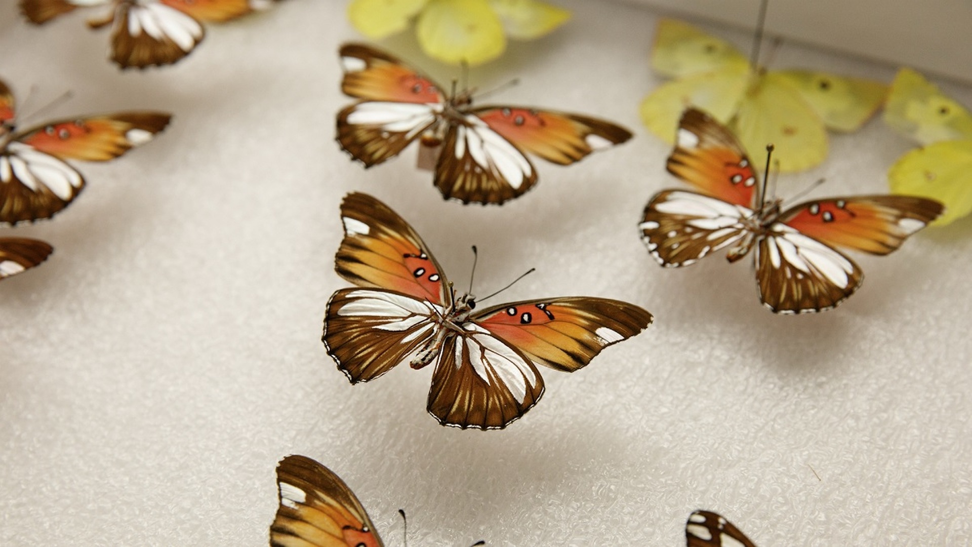 Узоры на крыльях бабочки