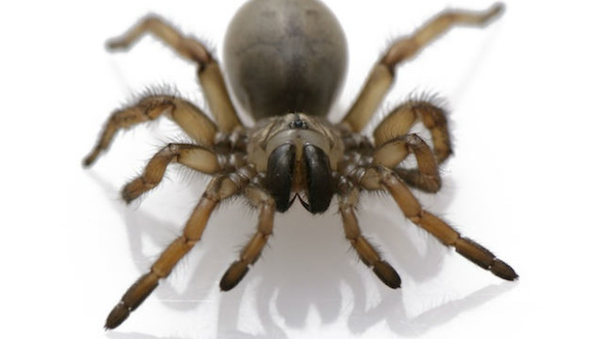 Паук сонник для женщины. Aptostichus barackobamai. К чему снятся пауки. К чему снятся пауки во сне. Огромный паук во сне.