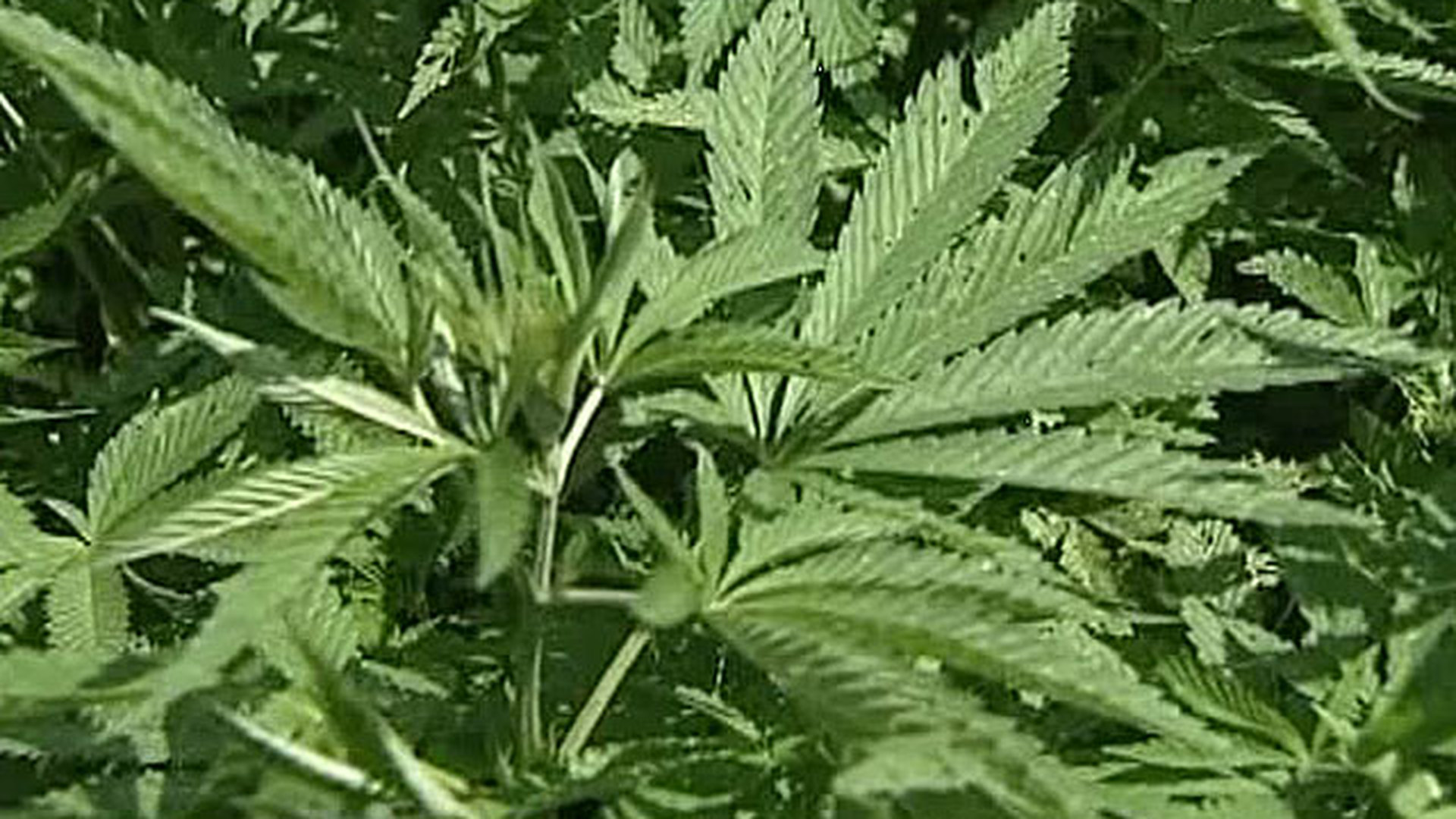 В приморском крае где растет конопля вред марихуаны на зачатие