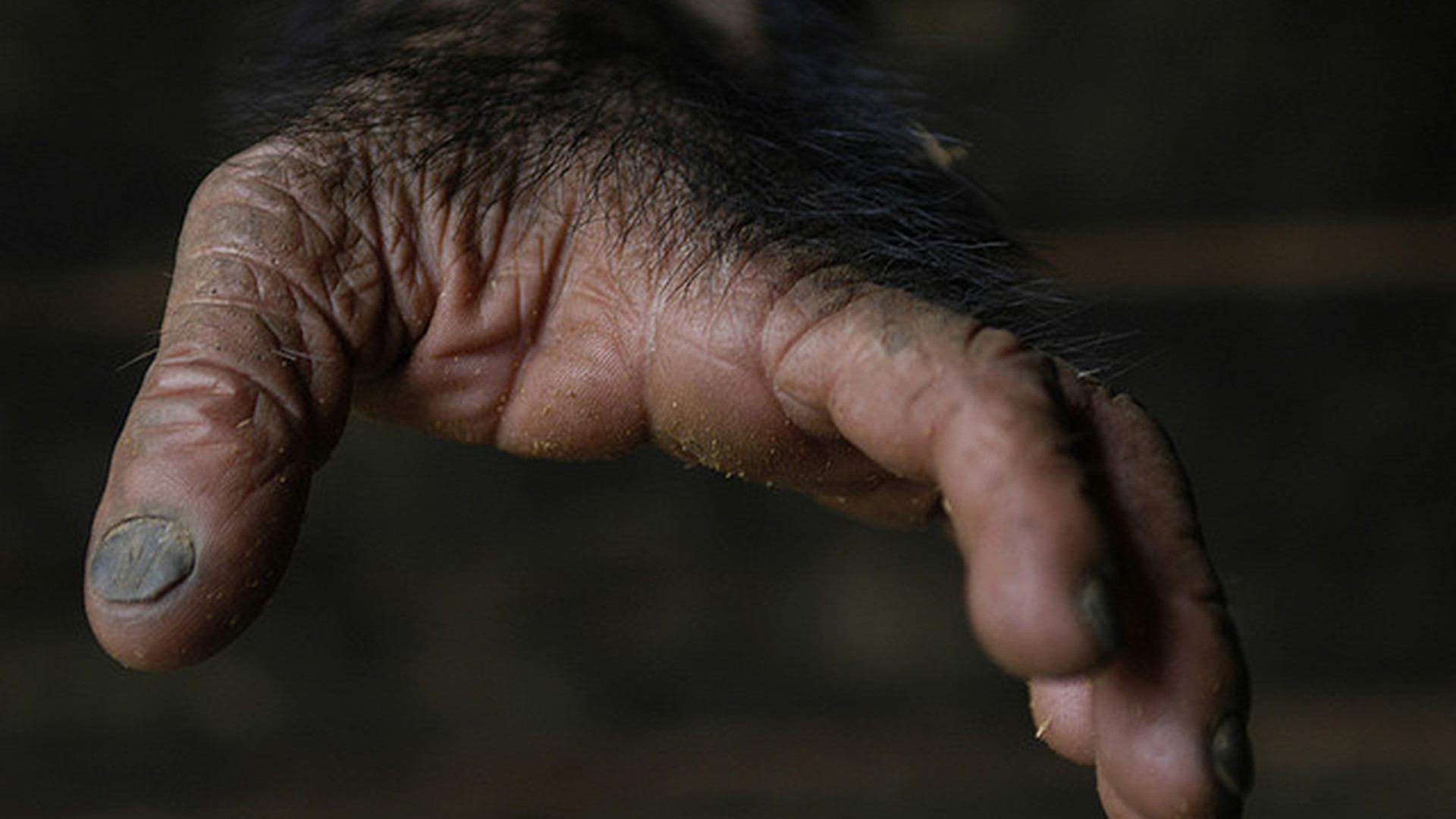 Шимпанзе конечности. Рука обезьяны. Ногти обезьяны. Лапа обезьяны.