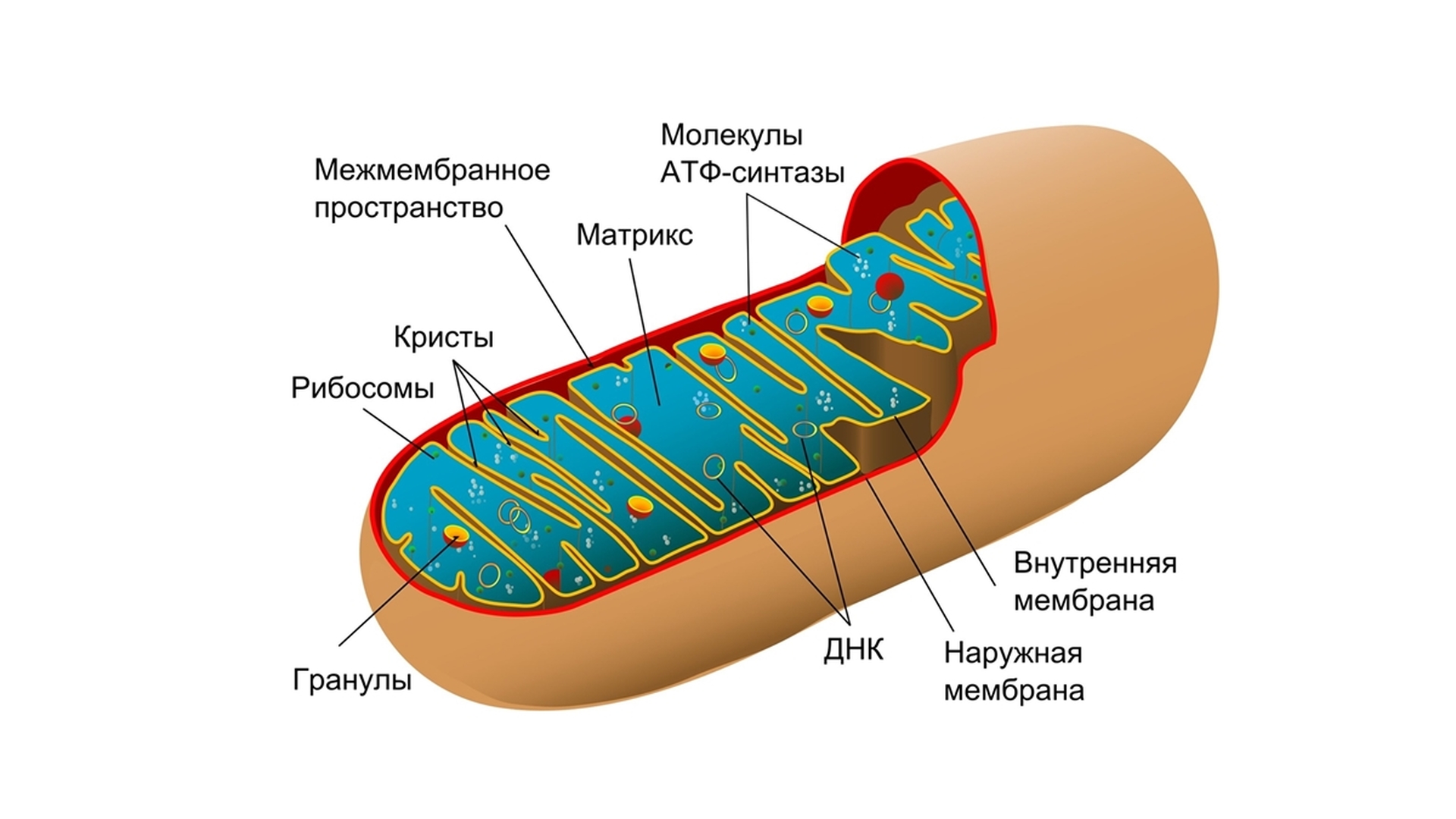 Внутреннее строение митохондрии. Строение митохондрии клетки. Митохондрии ботаника строение. Митохондрии строение и функции. 1) Митохондрия.