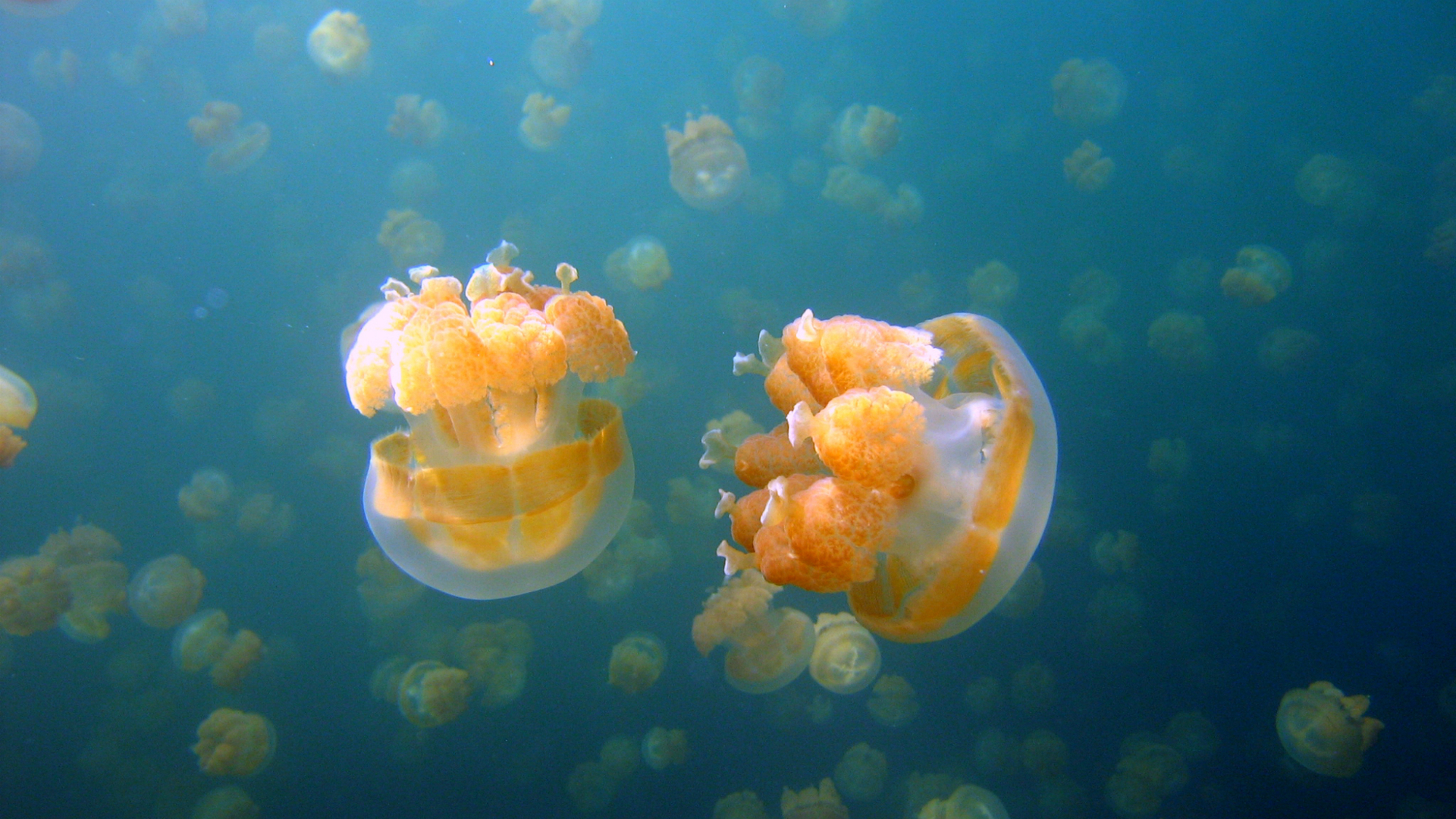 медузы пхукета