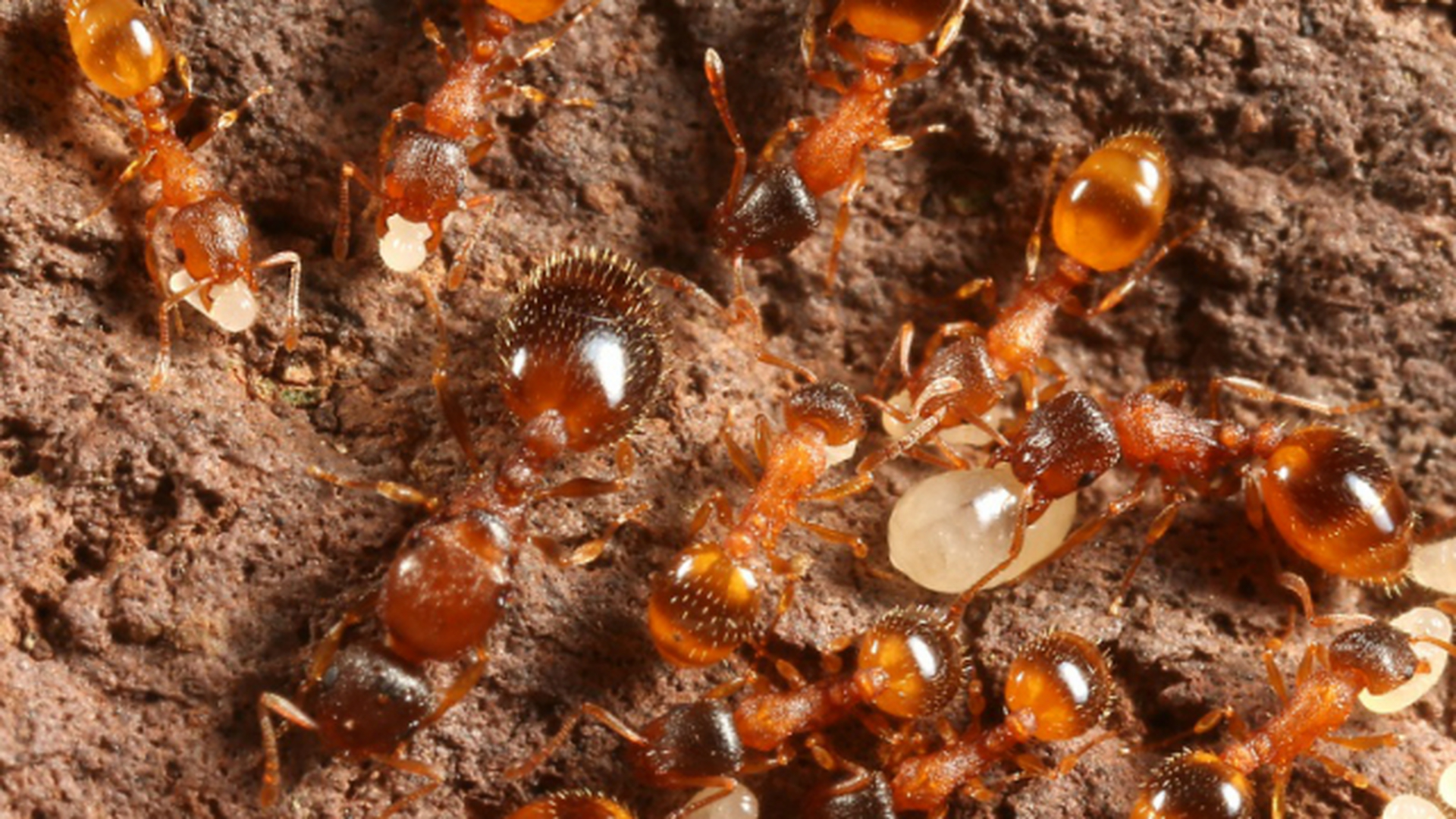 Темноторакс муравьи