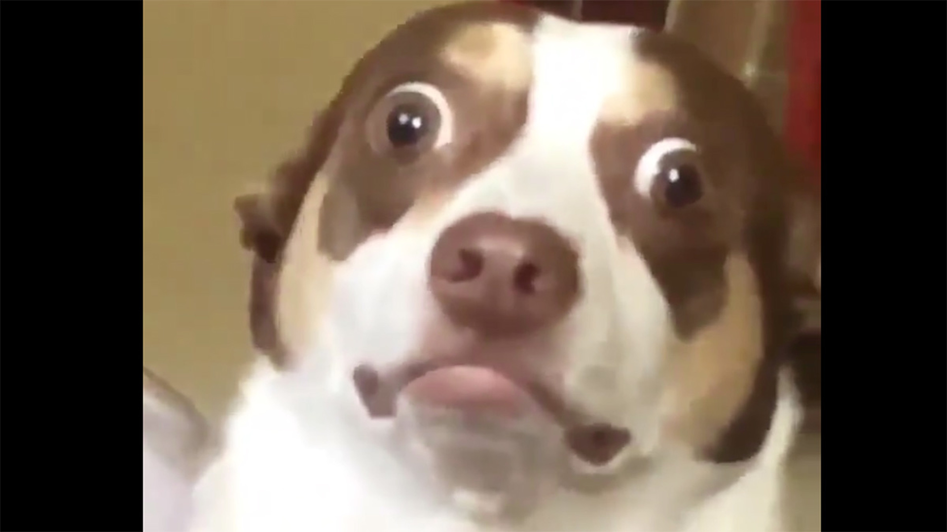 Собака с выпученными глазами Мем