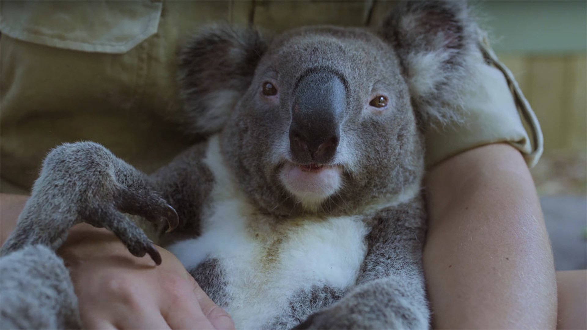 Погладить коалу