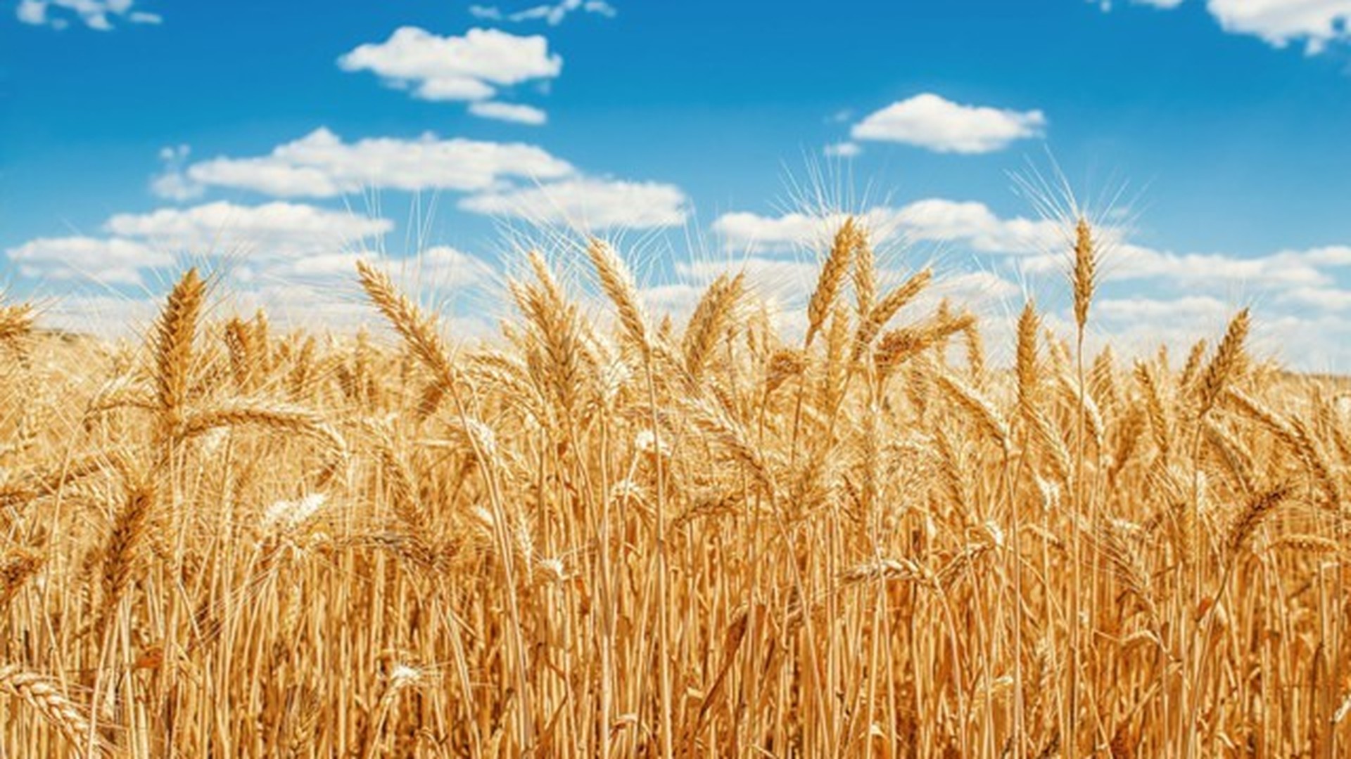 Поле с колосками пшеницы