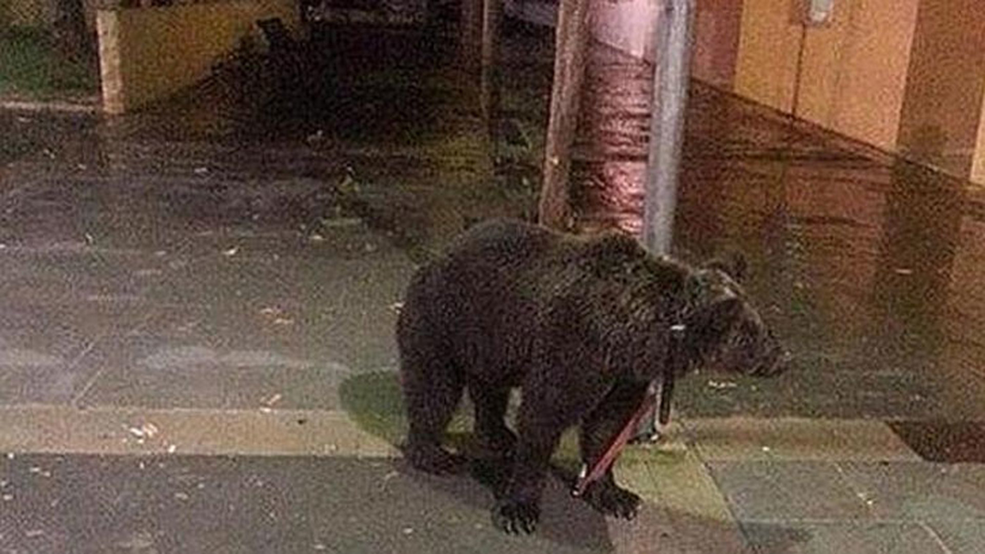 Видео собака привела медведей