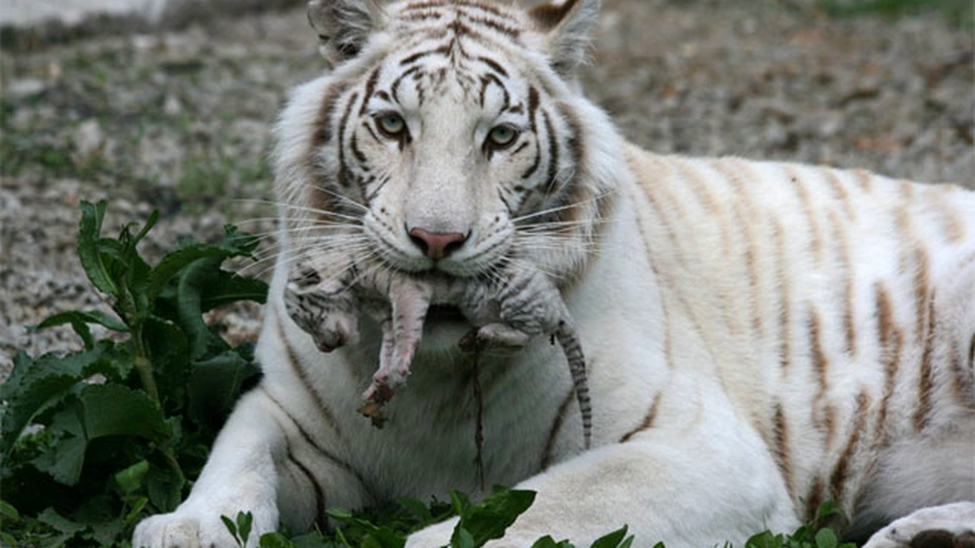 Бенгальские тигры пенза. Белый бенгальский тигр Тайган. Бенгальский тигр альбинос. Амурский тигр альбинос. Белый тигр и бенгальский тигр.