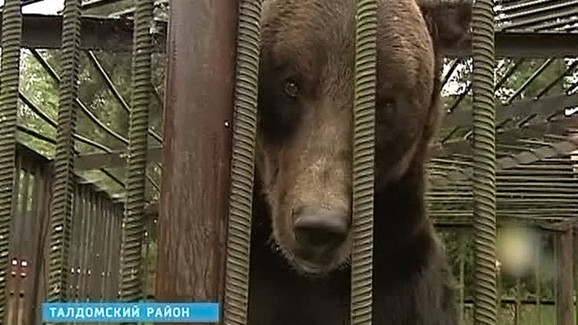 Медведь в Талдомском районе