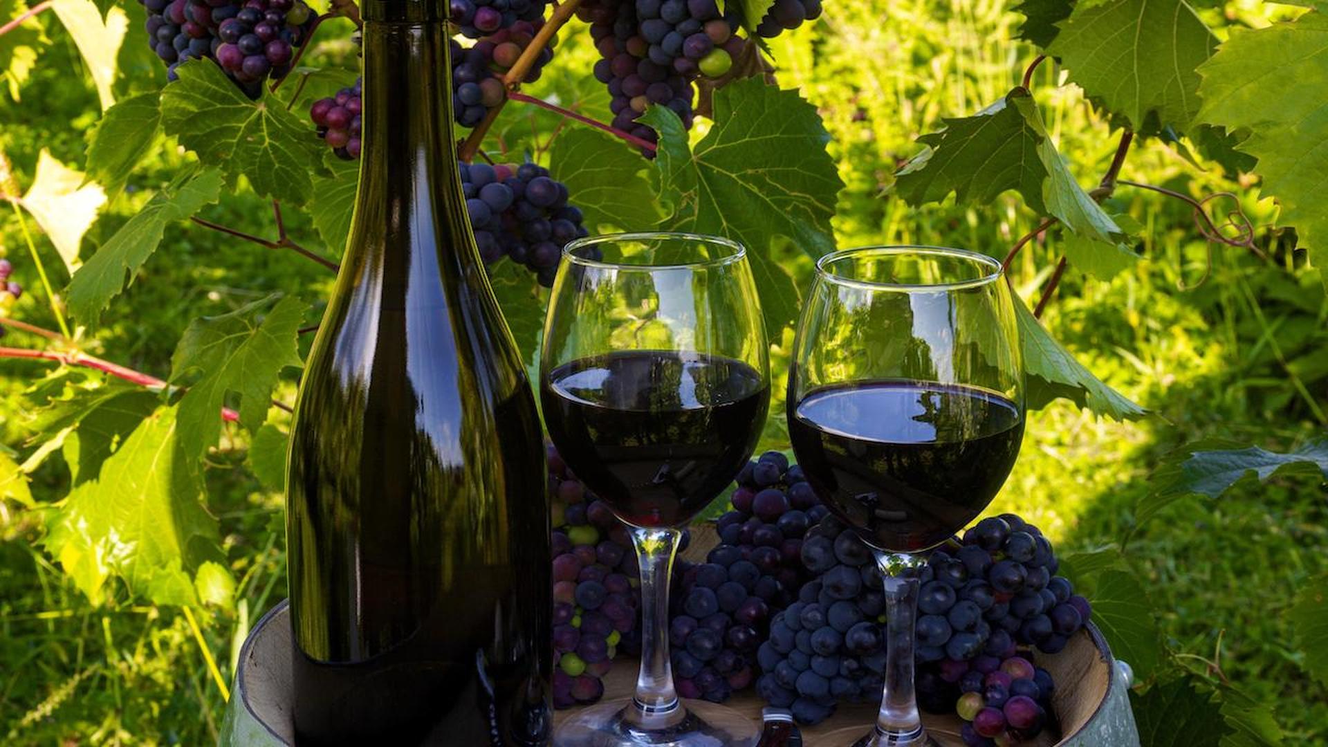 Производство вина из винограда. Виноградари и виноделы в Крыму. Виноградники вино. Виноделие виноградники. Винодельни и виноградники.
