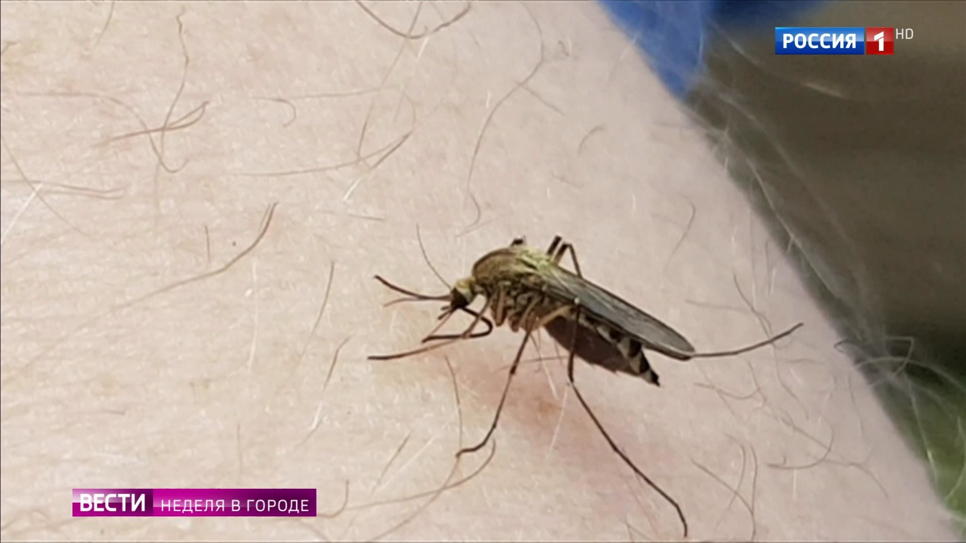 Комары в Москве