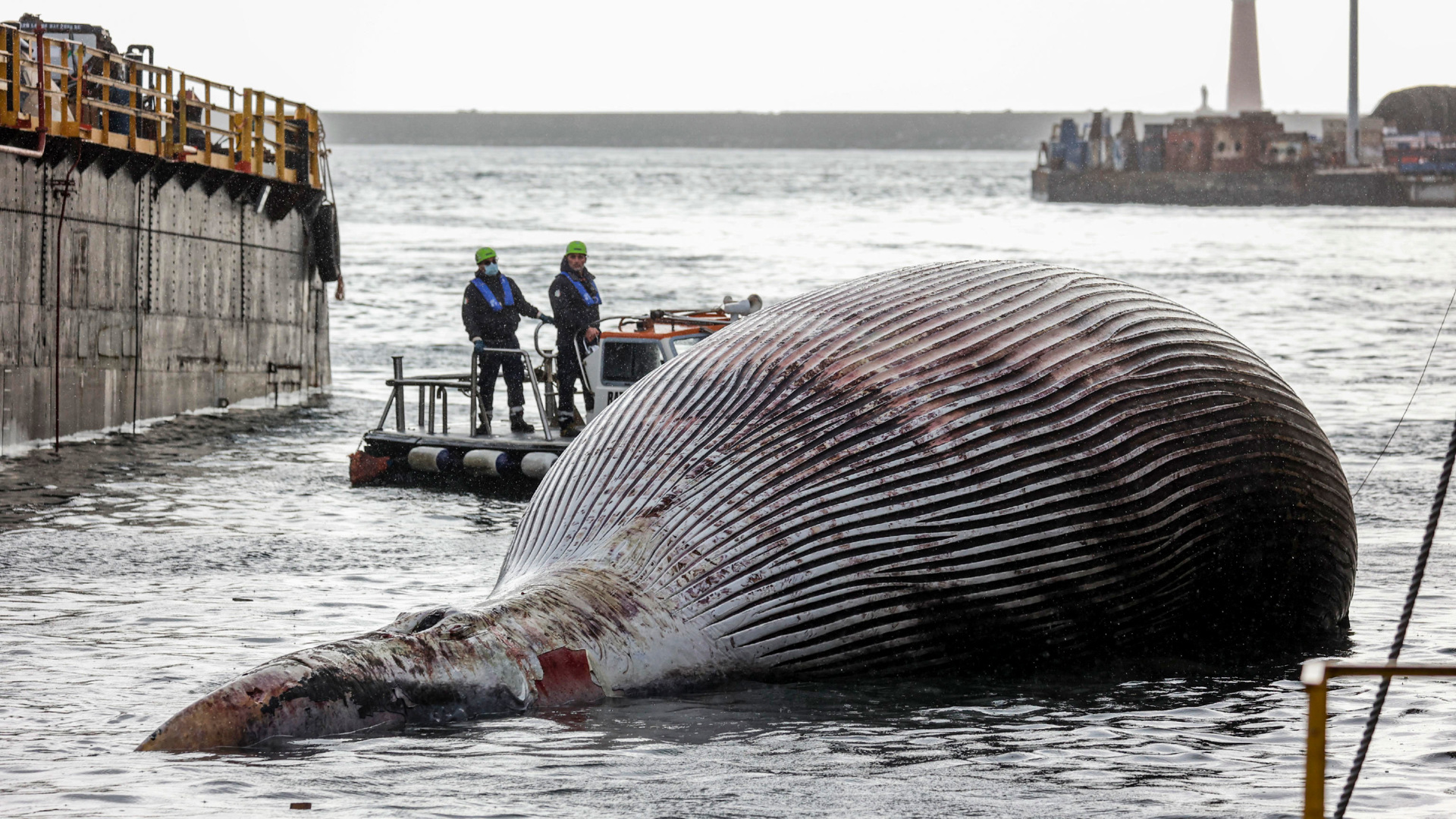 Огромный кит на берегу