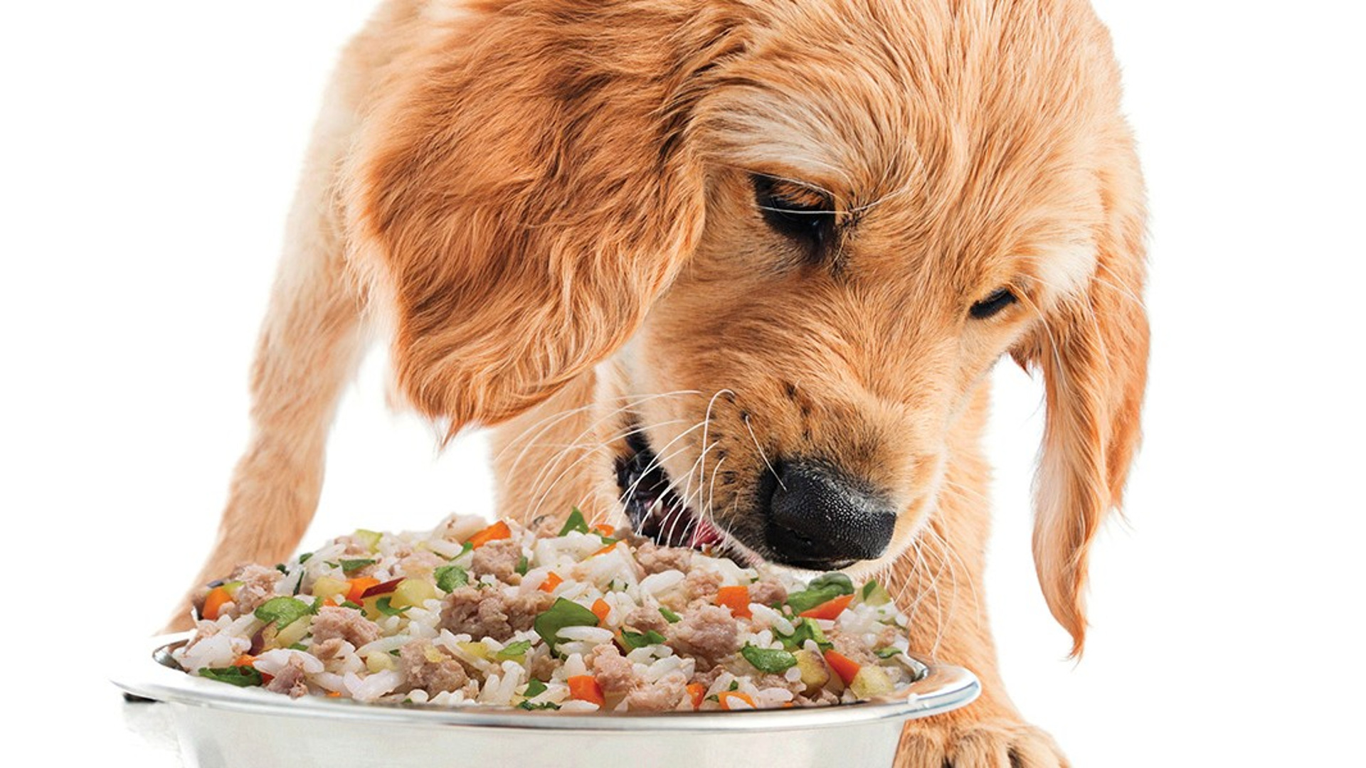 Каши можно собакам. Питание собак. Корм для собак. Натуральная еда для собак. Собака кушает.