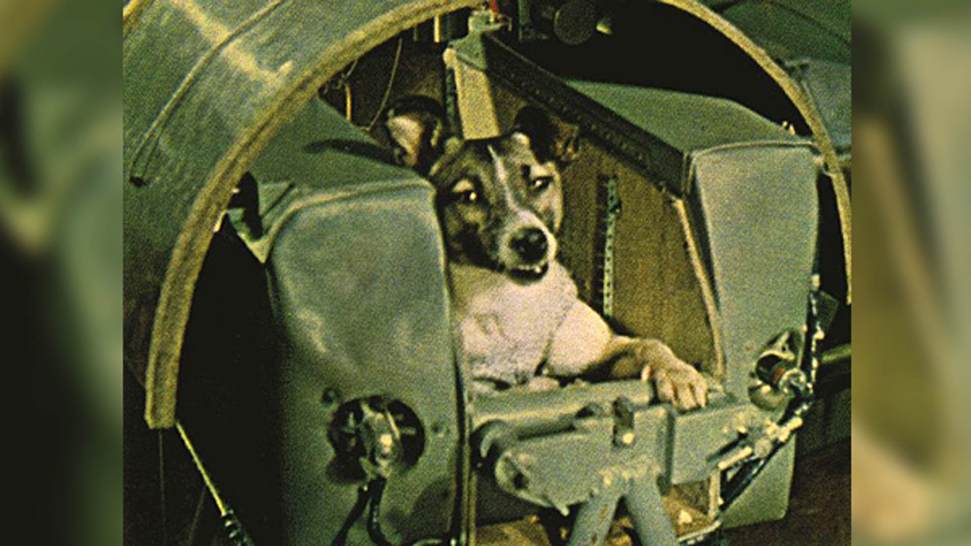 Самая первая собака полетевшая в космос. Лайка полет в космос. Первое живое существо в космосе. Рассказ первые в космосе полетела собака лайка. Выжила собака лайка в космосе.