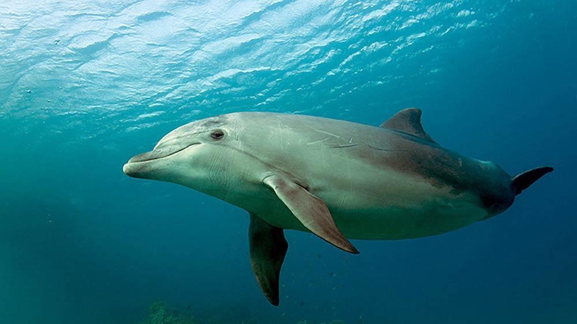 Дельфинами на Черноморье