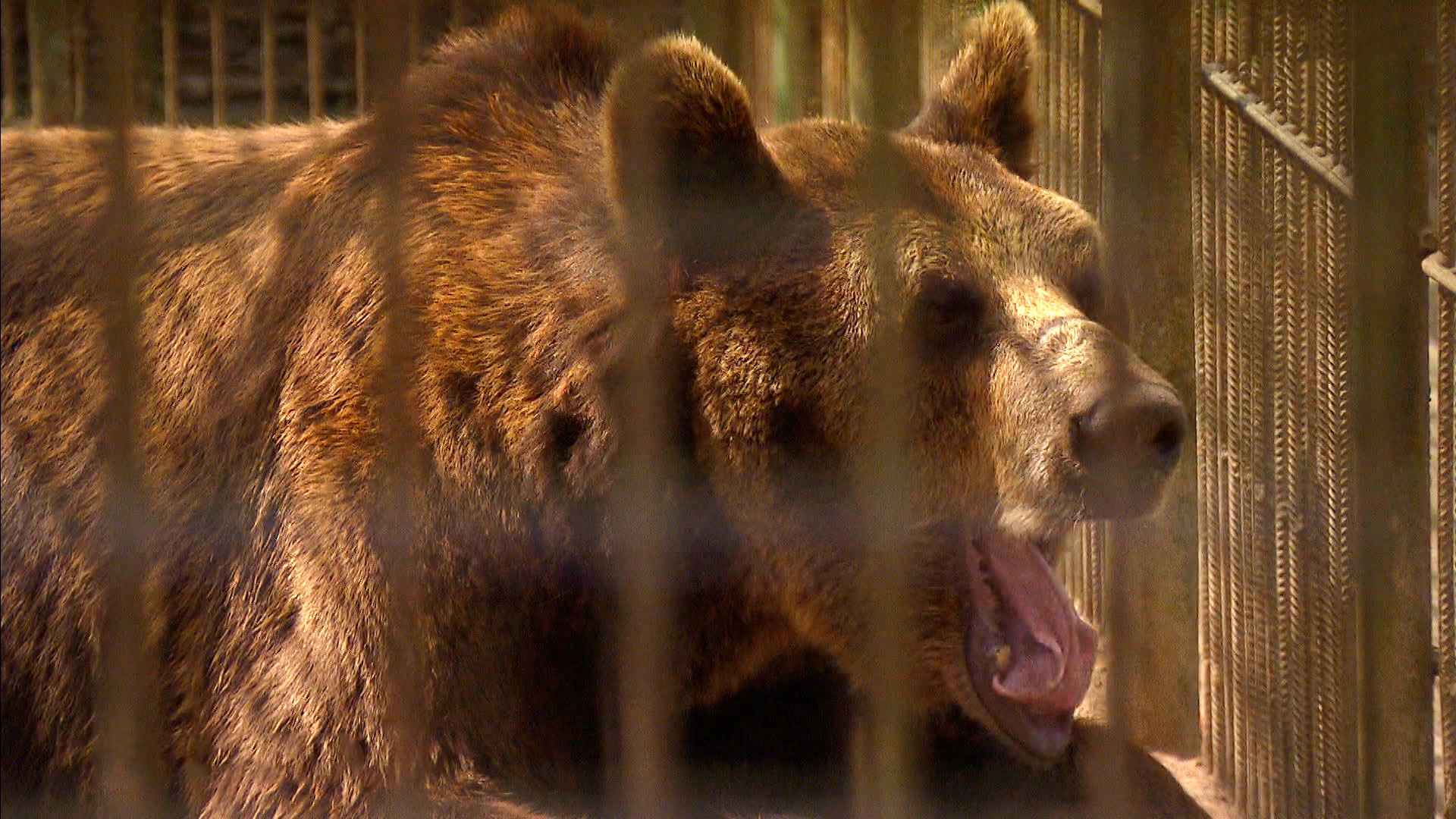 Медведь балу вязьма. Медведь балу. Baloo медведь.