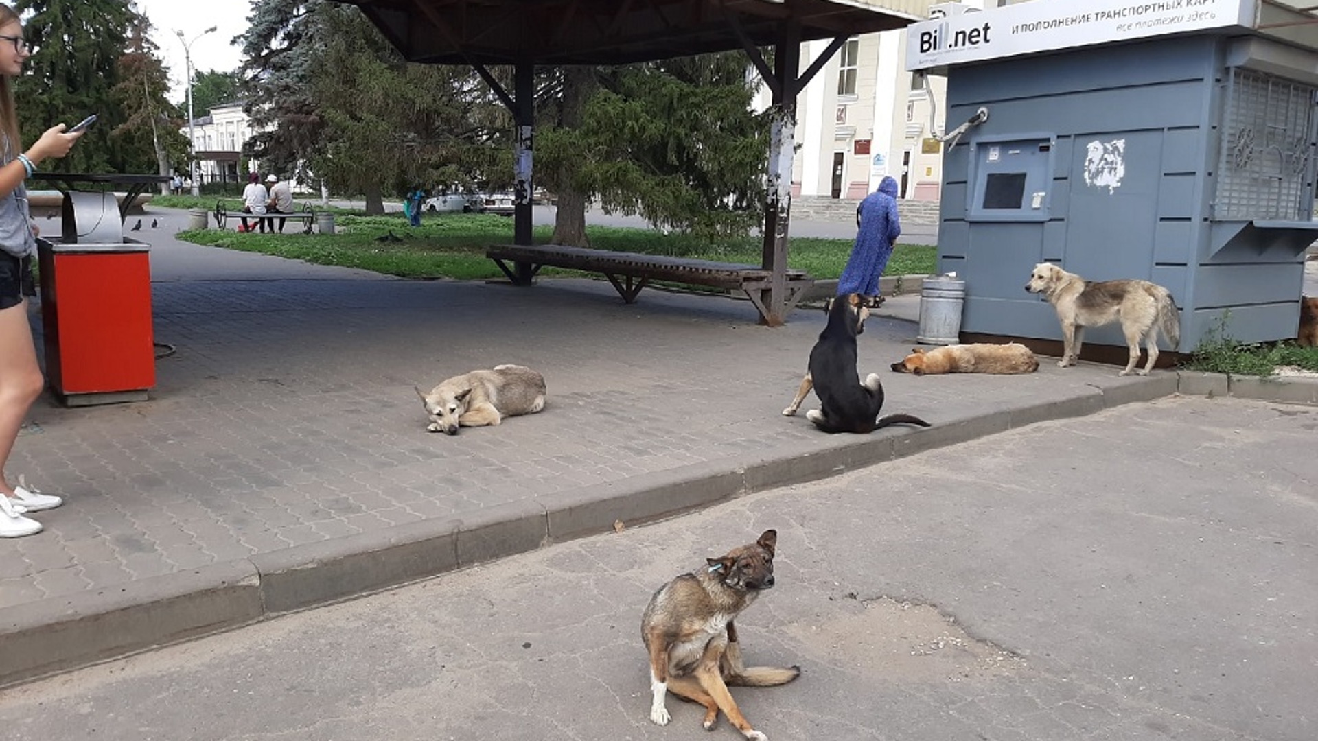 фото отловленных собак иркутск