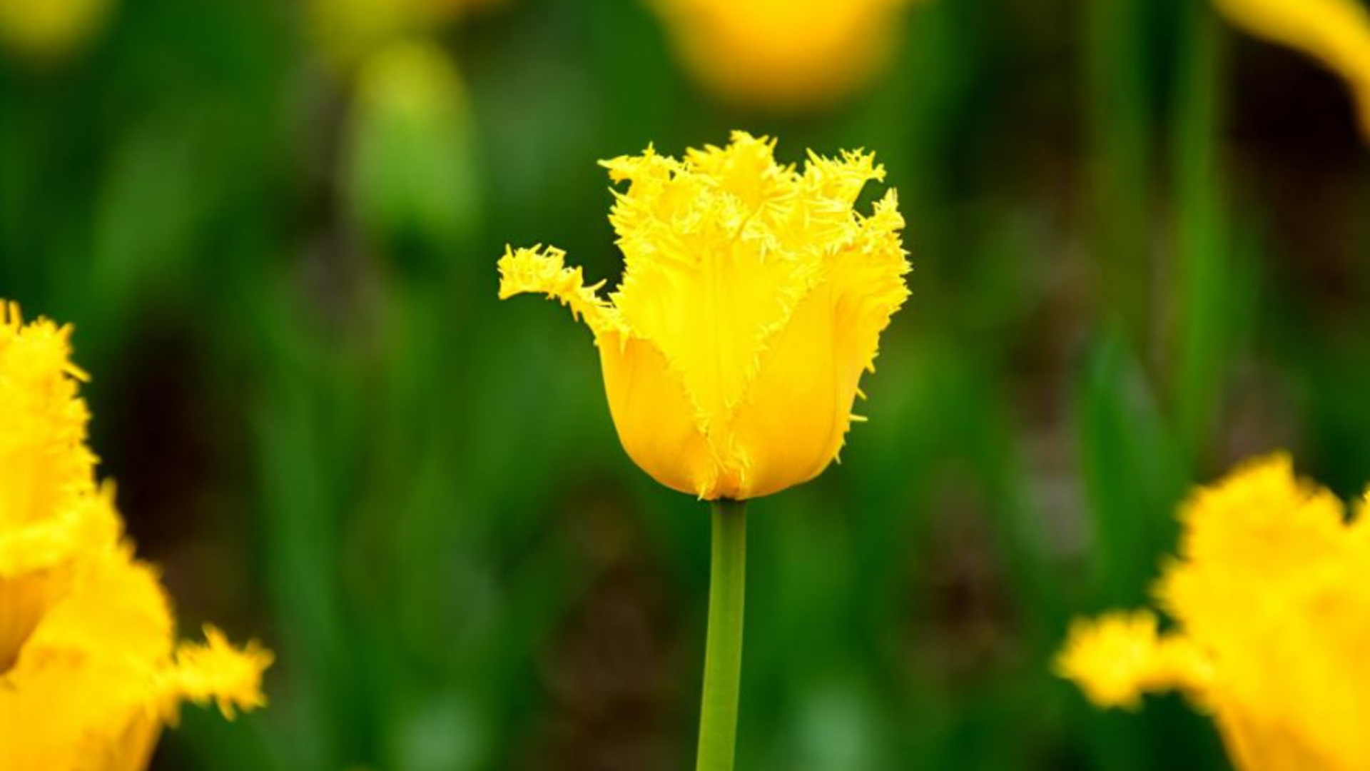 Тюльпан Valery Gergiev Yellow