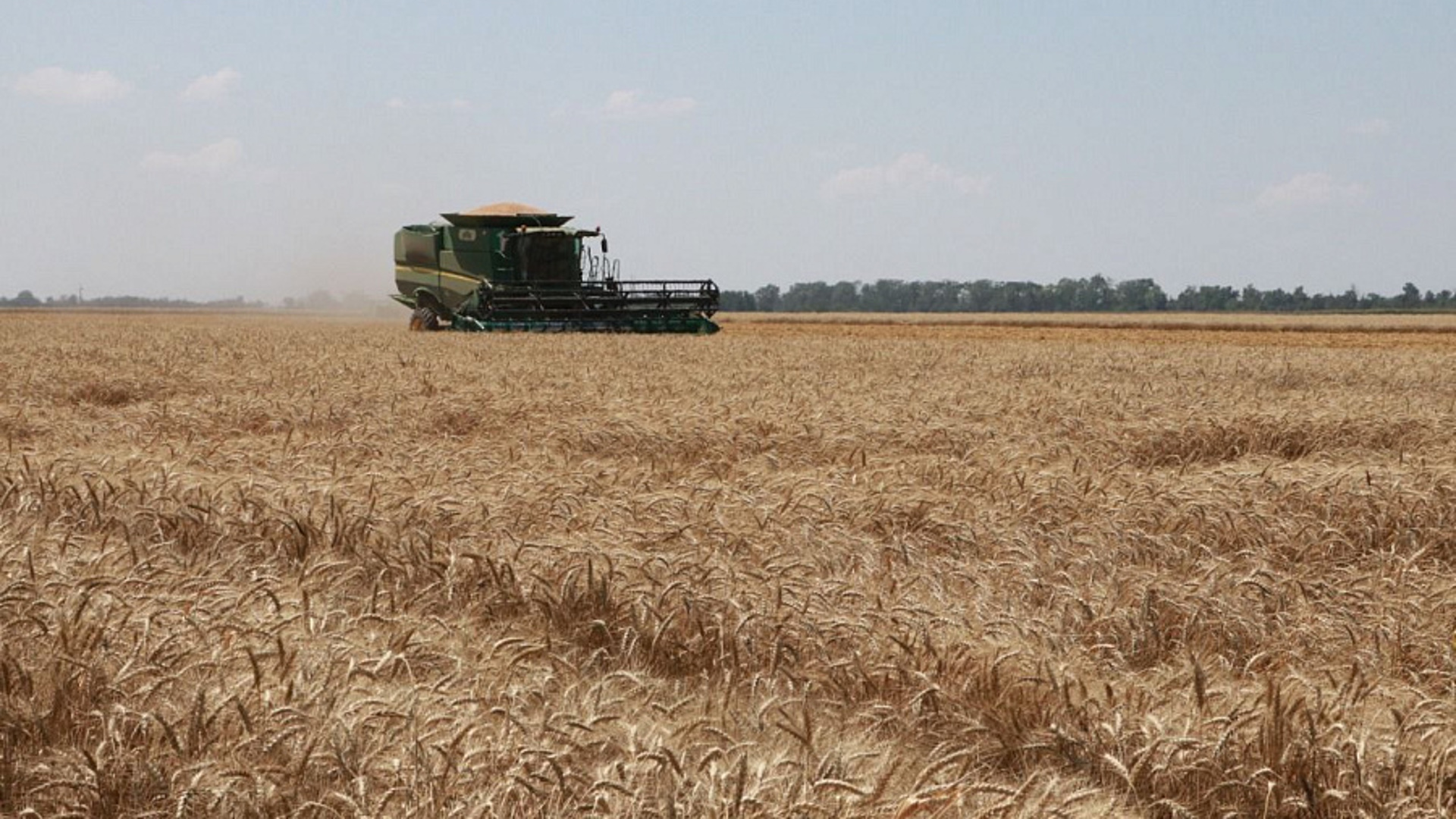 Уборка пшеницы в Краснодарском крае 2022