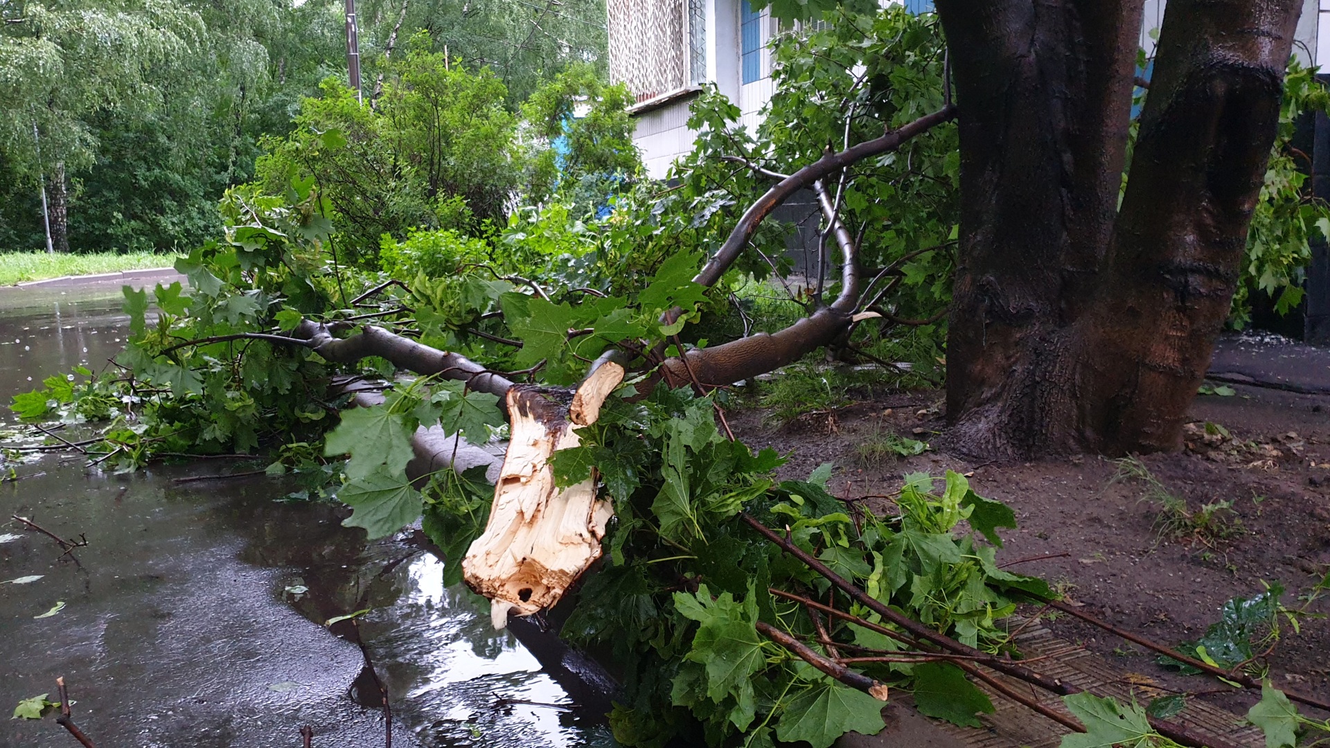 Упавшее дерево в Москве