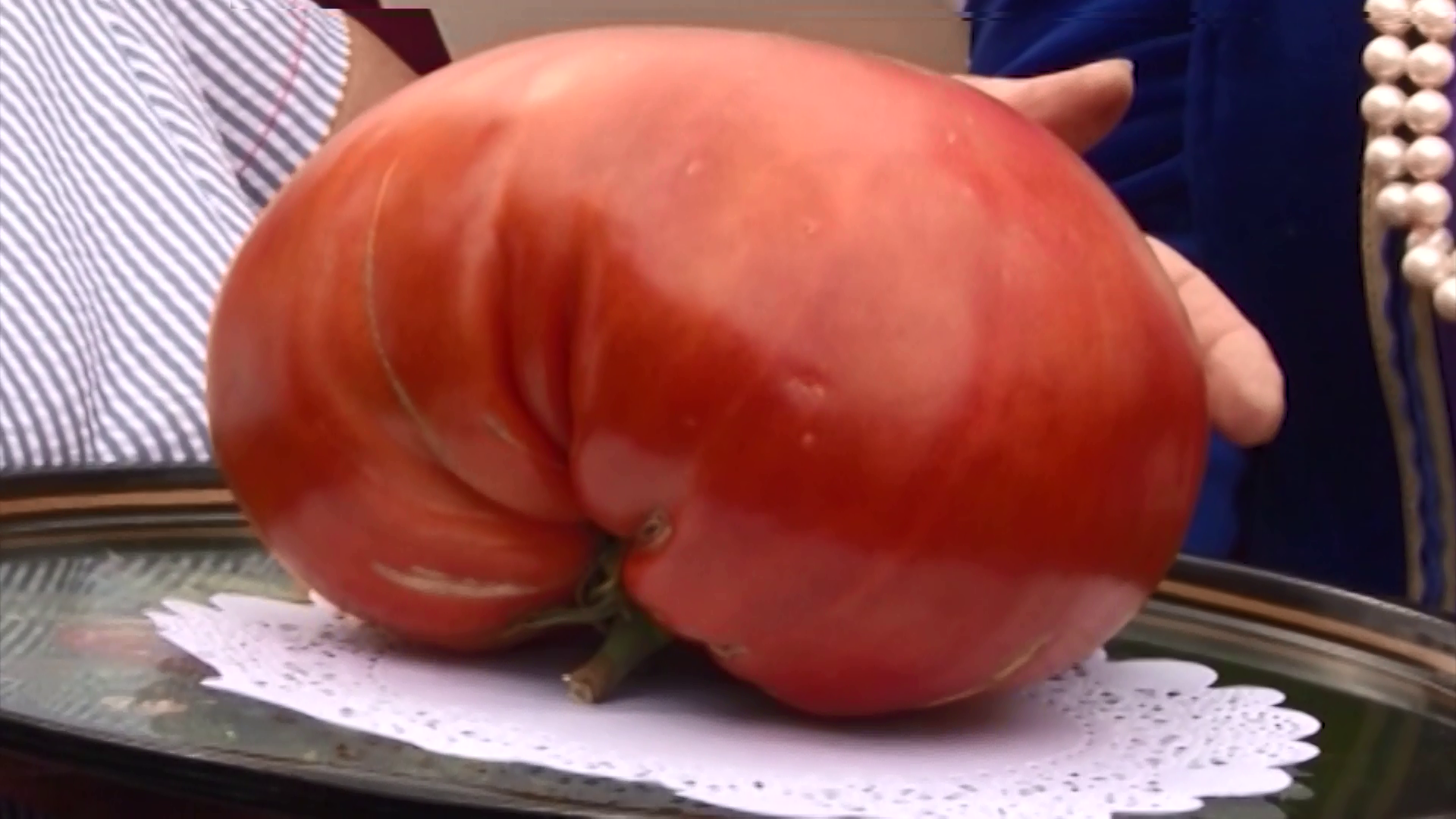 Огромный помидор
