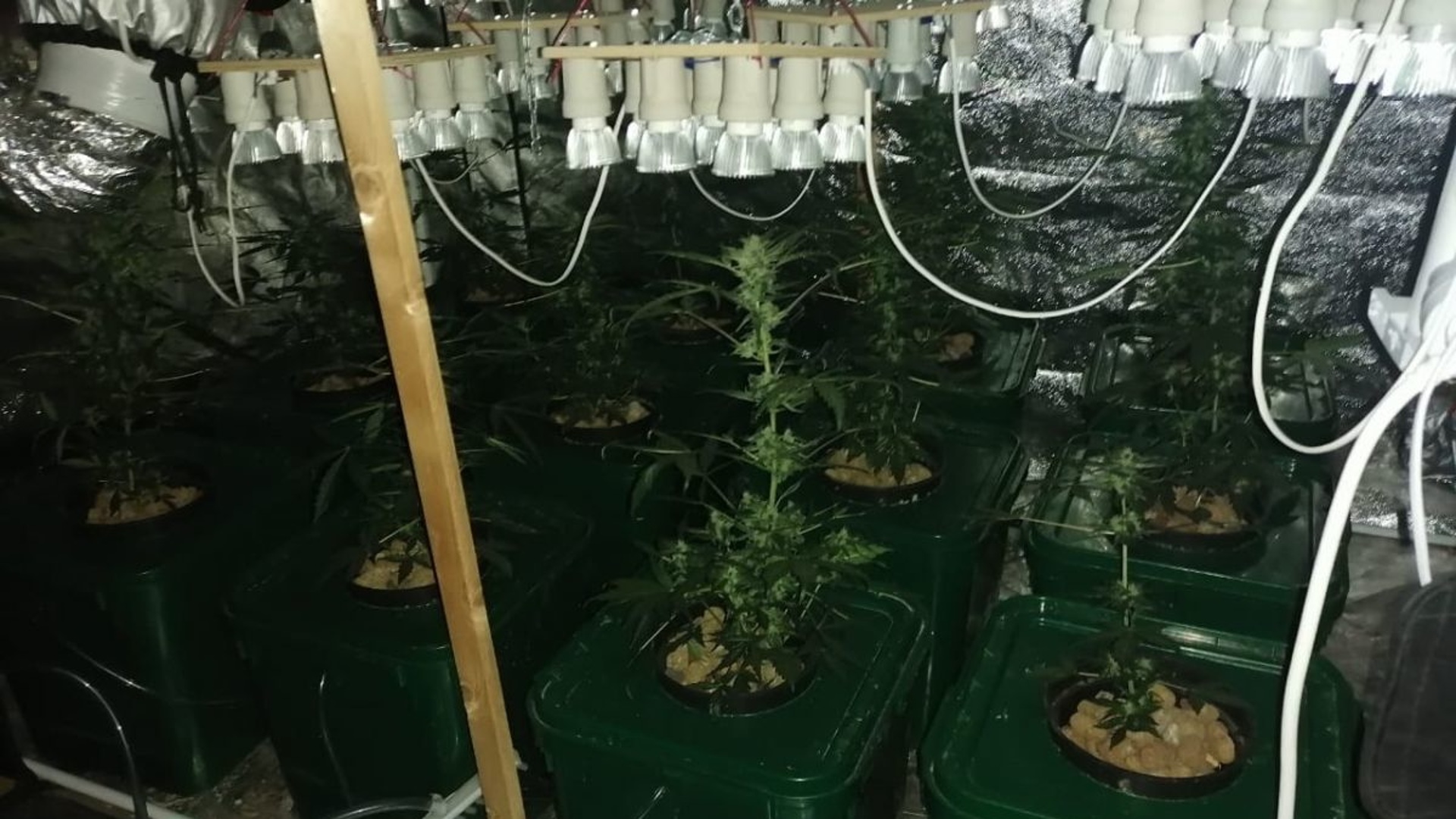 в оренбурге выращивали марихуану