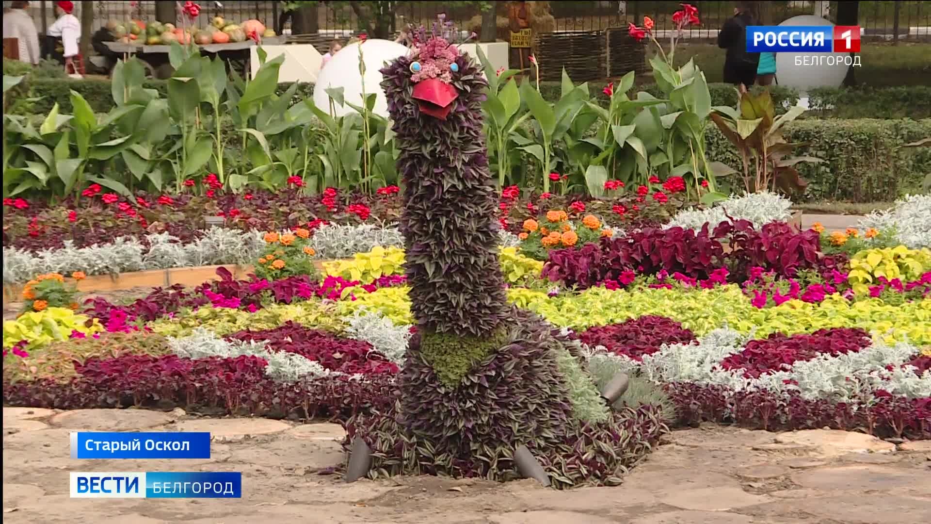 Цветы старый оскол. Фестиваль цветов. Фестиваль цветов в Белгороде. Выставка цветов в Старом Осколе. Фестиваль цветов в Старом Осколе.