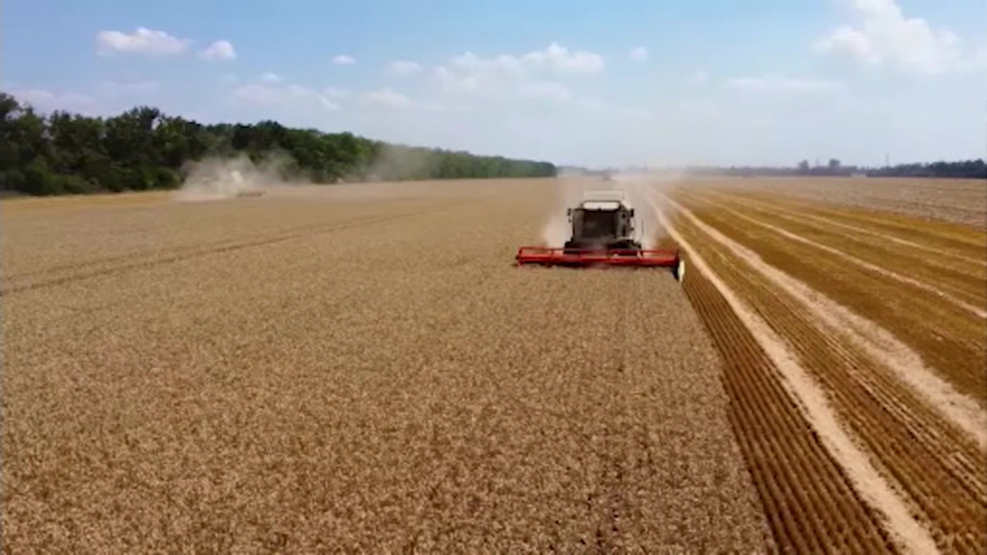 В сентябре был собран рекордный. Сбор пшеницы. Урожай зерна. Зерно Россия. Сбор пшеницы в России.