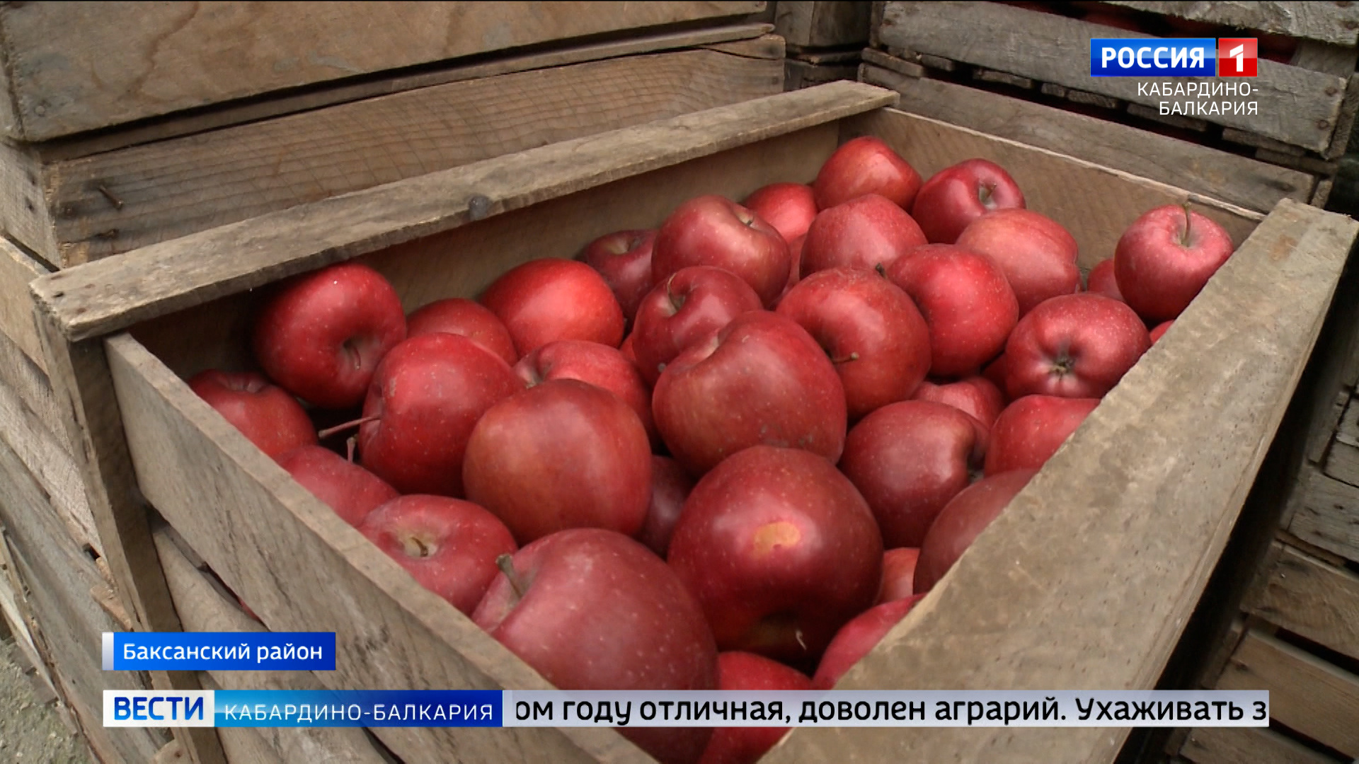 Купить Яблоки В Туле На Авито
