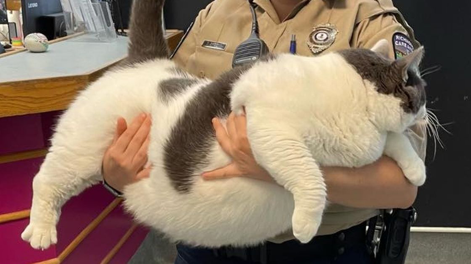 3 кота килограмм. Самый толстый кот в мире. Самый жирный кот. Самый толстый Кок в мире.