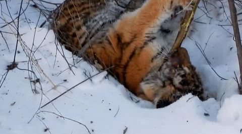 Двух погибших тигрят нашли у крыльца дома в Хабаровском крае