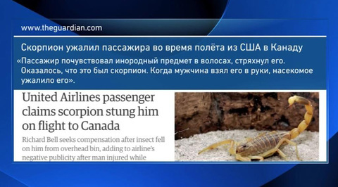 Пассажира United Airlines во время полета ужалил скорпион