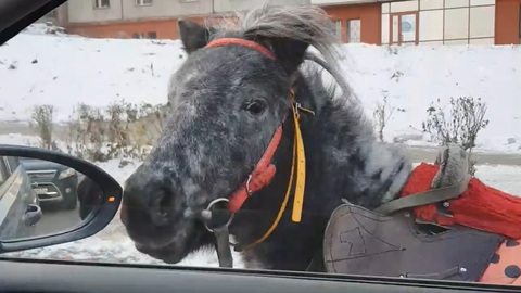 В Магнитогорске водители поймали пони, носившегося по дороге. Видео