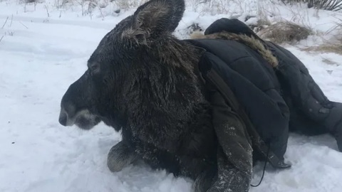 Спасение лосихи в Нижегородской области сняли на видео
