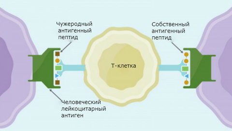 Биологи обнаружили прямую связь между гриппом и нарколепсией