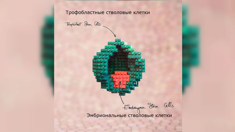 Биологи впервые собрали мышиный "эмбрион" прямо из стволовых клеток