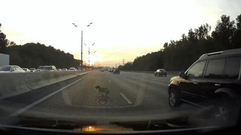 "Стой, друг!": водители перекрыли МКАД ради спасения собаки