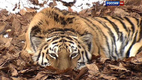 В Приморском сафари-парке спасают жизнь тигренку Амура