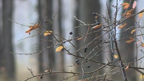 Под Ноябрьском семья с маленькими детьми заблудилась в лесу