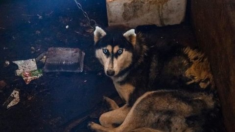Более 160 ездовых собак погибают в тверском приюте-концлагере